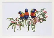 Thea Gouverneur - Counted Cross Stitch Kit - Embroidery Kit - 553A - Pre-Sorted DMC Threads - Lorrikeets - Aida - 20,5 x 14,2inch - DIY Kit