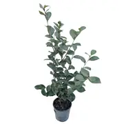 140mm Camellia Rose Ann - Camellia sasanqua