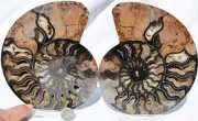 Large Black Ammonite PAIR Deep Crystals 110myo FOSSIL XXL 156mm 6.1" 9539aa