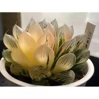 在飛比找蝦皮購物優惠-Haworthia ハオルチア属 百合科 一物一拍  |  