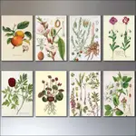 復古 野生 植物牆 藝術  海報 植物 花書  客廳 掛畫 牡丹 裝飾畫