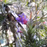 在飛比找蝦皮購物優惠-空氣鳳梨 Tillandsia aeranthos/berg