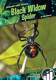 Black Widow Spider