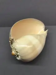 Melo Aethiopica 17.5 cm, (Melo Melo) Sea Shell, (Melo diadema) collectible shell