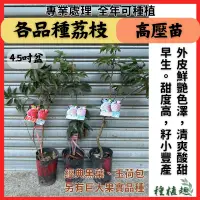 在飛比找蝦皮購物優惠-［種植趣］新品種 荔枝苗 玉荷包 黑葉 糯米 白糖櫻 桂味 