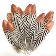 Natural Silver Pheasant Amond Tail Feathers x 10 pcs - Copper Tipped