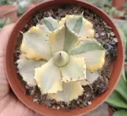 Rare liveSucculent plant Agave isthmensis Variegated Blurry Random Boutique