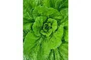 CHINESE CABBAGE / WONG BOK / WOMBOK 'Michihilli' seeds - Standard Packet - 100 seeds