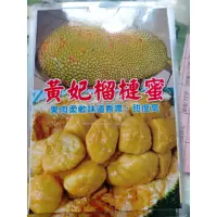 在飛比找蝦皮購物優惠-霏霏園藝   黃妃榴槤蜜苗特價一棵600元買8棵免運無法配別