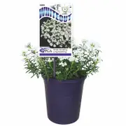 140mm Candytuft - Iberis sempervirens 'Whiteout'