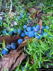 Buy NSW Davidson Plum Fruit Trees (Davidsonia jerseyana)