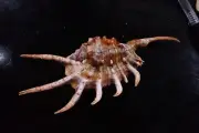 Sea shells- Lambis scorpio x millepeda 149mm- A VERY RARE HYBRID!!