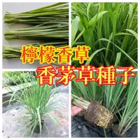 在飛比找蝦皮購物優惠-🥬香茅草種子 檸檬香草香料種子（超值組）強效驅蚊四季種植庭院