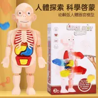 在飛比找蝦皮購物優惠-人體模型 早教玩具 人體構造模型 模型玩具 兒童科教人體器官