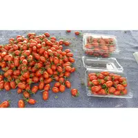 在飛比找蝦皮購物優惠-小清新-玉女番茄tomato，1箱(內含10盒，每盒1台斤)