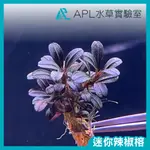 APL水草實驗室 - 迷你辣椒榕 最小型辣椒榕 超小型辣椒榕 神秘草 水中葉