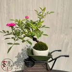 《漫步庭院PLUS+》紫紅薇月薔薇-豆盆栽-送禮小品盆栽
