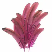 Under 6" Reeves Pheasant Tail Feather x 10 pcs - Hot Pink
