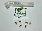 Flashback Pheasant Emerger, 6 Fly FREE shipping on Additional Items!