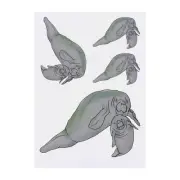 4 x 'Manatee Mother & Calf' Temporary Tattoos / Transfers (TO00041939)