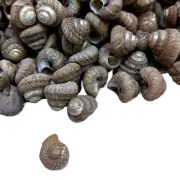 Malabar turbos Sea Shells For Crafts Art Decor Natural Sea Shell 1/2 Pound