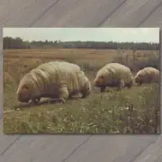 4x6" Tardigrades Water Bear Giant Funny Unreal Woods Tiny Beast Slow Walker