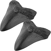 Megalodon Shark Tooth,Fossil Giant Shark Tooth,5.5" Shark Tooth for Fossil Education and Purposes,Decorative Collections ORN
