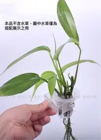 在飛比找Yahoo!奇摩拍賣優惠-水上葉水草定植杯 造景 水草培育杯 壁掛式水草杯 魚草共生 