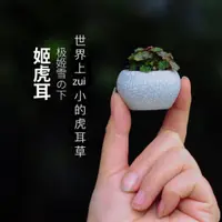 在飛比找蝦皮購物優惠-🔥暢銷 招財 綠植 盆栽 花 新手植物 迷你植物 微型植物 