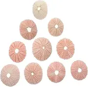 HEATSHAKING 10Pcs Natural Sea Shells Decorative Air Plant Holders for Home Craft Projects Party Decorations for DIY Sea Themed Ornaments
