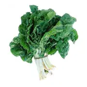 Organic Silverbeet Bunch – Fresh, healthy organic delivery | Doorstep Organics