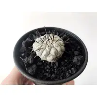 在飛比找蝦皮購物優惠-Copiapoa cinerea黑王丸_白蠟絕白_原產側芽實