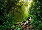 Fmarui Tropical Jungle Backdrop Rain Forest Evergreen Forest Small Waterfall Photography Background Birthday Party Decoration Photo Booth Banner, 5X3FT