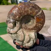 2.79LB Rare! Natural Tentacle Ammonite FossilSpecimen Shell Healing Madagascar