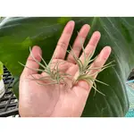 扁擔西施（香花）-空氣鳳梨 TILLANDISIA-婚禮小物-小植栽