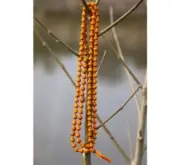 Holy Basil Tulsi Turmeric Mala Tulasi Haldi Necklace 8mm Beads Size 200% Real