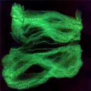 Halloween Glow Spider Webs Spooky Spider Webbing with Fake Spiders for Hallow...