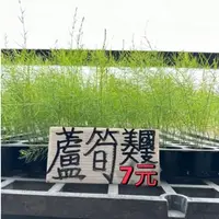 在飛比找蝦皮購物優惠-城禾農產🍃 美國蘆筍苗 1穴 約4～6株 全年可種植 蘆筍 