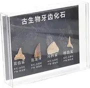 MUCKLILY Irregular Stones for Paleontological Education Decorative Teaching Props Natural Rock Collection Science Enthusiasts and Decor Lovers