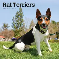 在飛比找博客來優惠-Rat Terriers 2020 Calendar