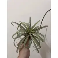 在飛比找蝦皮購物優惠-空氣鳳梨卡比他他銀玫瑰Tillandsia capitata