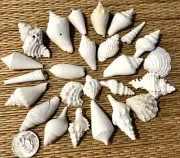 25 SMALL FLORIDA FOSSIL SEA SHELLS - CRAFT OR COLLECTION
