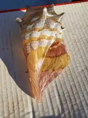 Conch Sea Shell Abstract Art Glass gold, White Figurine New Handblown 7" New