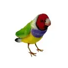 Hansa Realistic Gouldian Finch Bird Soft Plush Toy 13cm Ages 3 Years and Up
