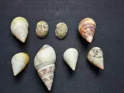 #3 Florida land snail shells mixed lot of 8 different 19.6mm - 54.2mm