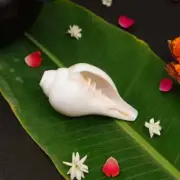 100%Genuine Hindu Puja Blowing Conch Shell (Bajanewala Puja Shankh) Diwali Havan