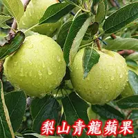 在飛比找PChome商店街優惠-梨山青龍蘋果6A9台斤-單果2.7兩-3.4兩-102g-1