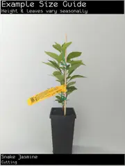 Snake Jasmine, Rhinacanthus nasutus