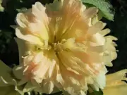 Hollyhock, Spring Celebrity Apicot - Flower by Life-Force Seeds Australia