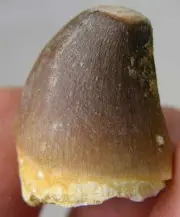 #30 22.50mm Morocco 100% REAL Reptile Dinosaur Fossil Mosasaur Tooth Specimen